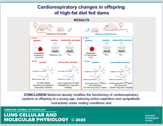 APSPublications's tweet photo. New in our @ajplung #PhysiologyofObesity collection from @mkarlen11 @Unesp_Global: Maternal #high-fat diet changes #breathing pattern and causes excessive sympathetic discharge in juvenile #offspring rat (Marlusa Karlen-Amarante et al.)

https://t.co/Sy0pXsw2mm

#MaternalDiet https://t.co/5d4WVLJkJB