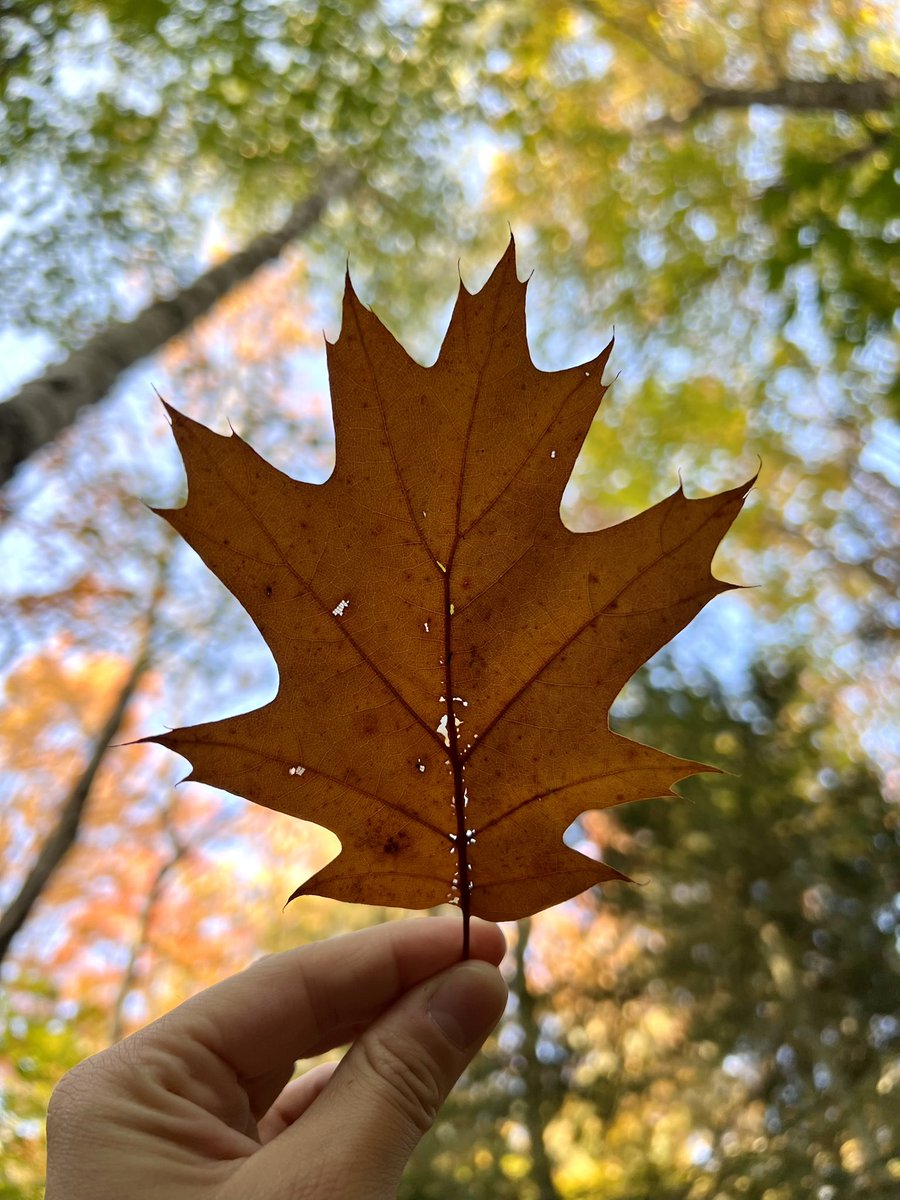 SturgeonBayPP's tweet image. Ready for one last adventure? 🏕️

This Thanksgiving weekend, we currently have 7 Electrical sites and 17 Non-Electrical sites available for booking from Friday - Monday! 

We can’t wait to see you! 🍁