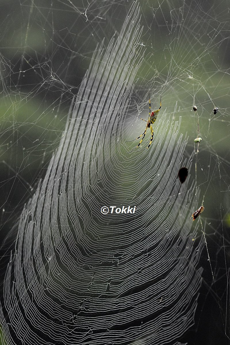 クモの網 - Search / X