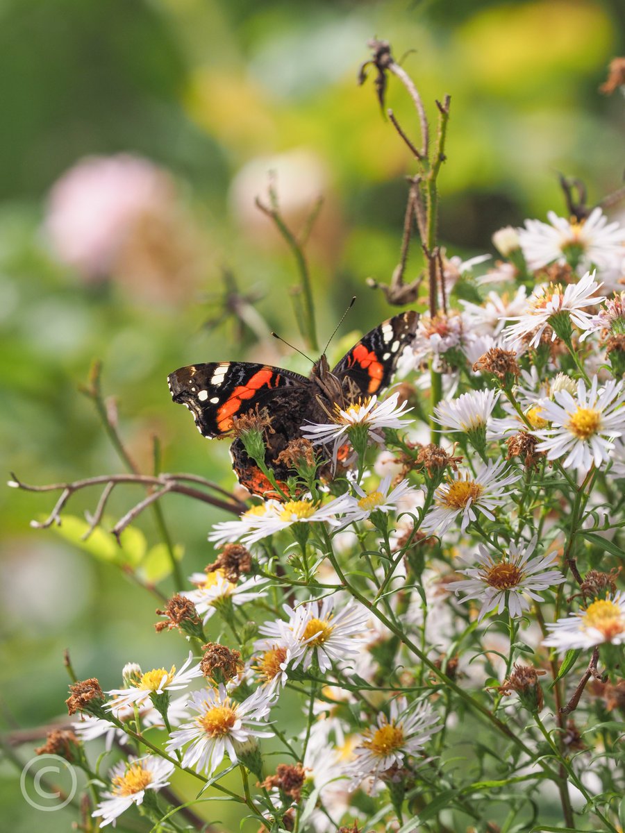 It could still be Summer by the looks of all the butterflies in the garden this week :-)
<a href="/savebutterflies/">Butterfly Conservation 🦋</a>