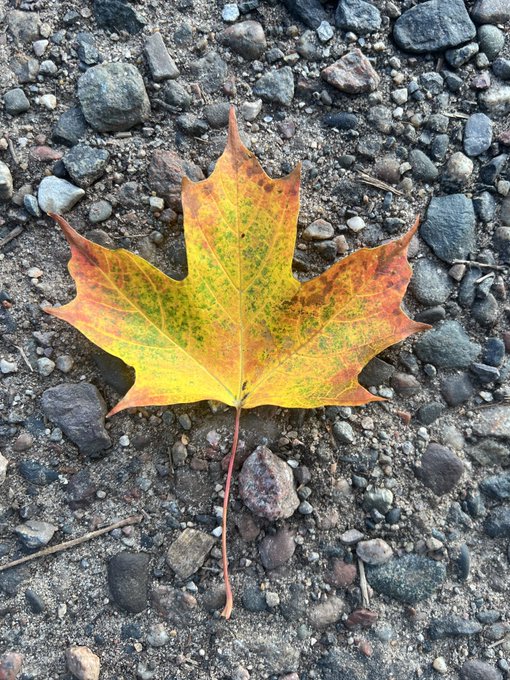 Days in the van 🍁 https://t.co/nyE5uY0SM9