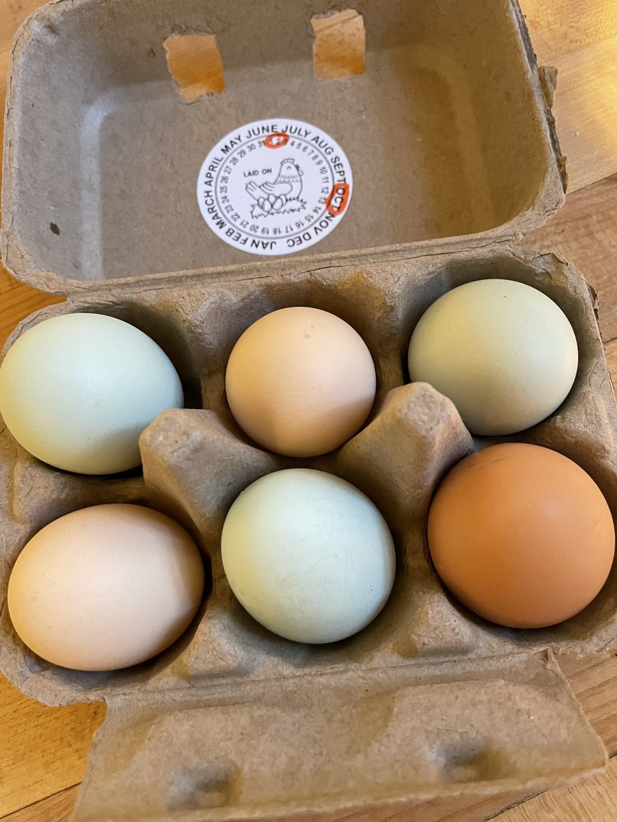 Meng2Fu's tweet photo. Sometimes cliches are niceโฆ our neighbors have a chicken coop ๐๐ฃand we got these this week! So pretty ๐คฉ
#Berkeleylife https://t.co/rQuVX3bKW6