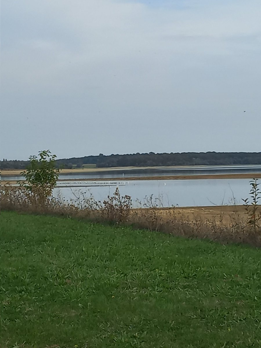 rlmldr's tweet photo. Helaas net iets te vroeg bij Lac du Der https://t.co/AWDo1tNLE3