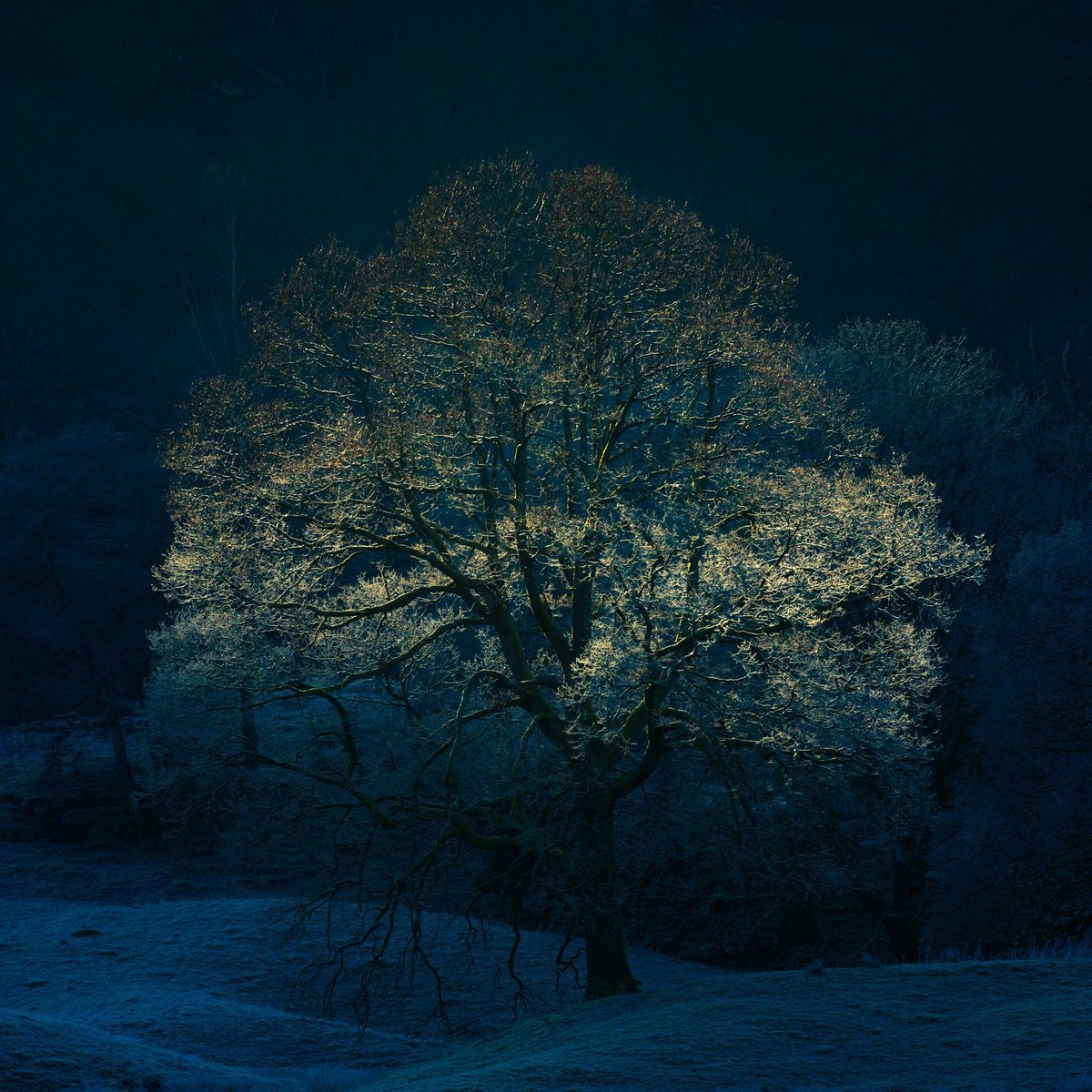 Dannykenealy's tweet image. Got the blues 💙 #LakeDistrict #light #trees #readyforprint