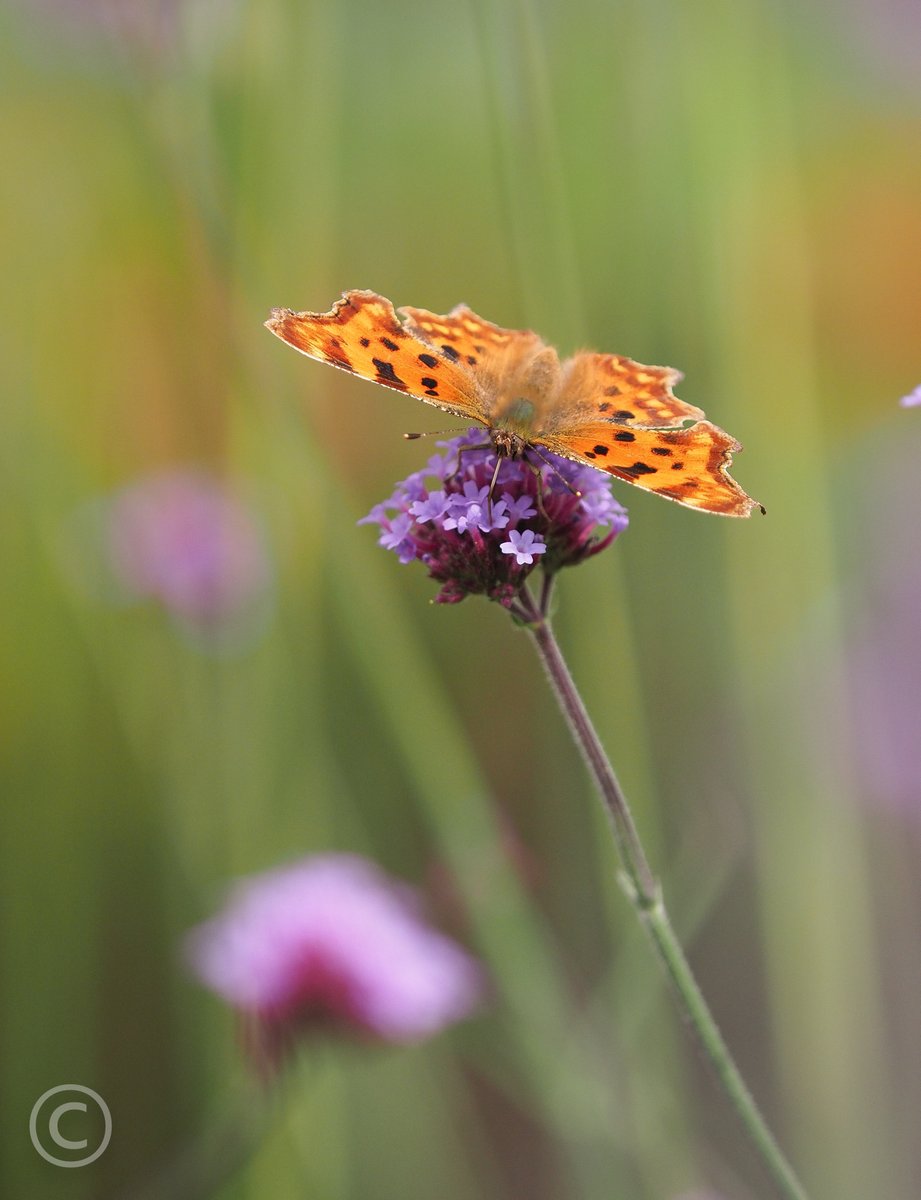 We've butterflies galore and it's October...happy days <a href="/savebutterflies/">Butterfly Conservation 🦋</a>
