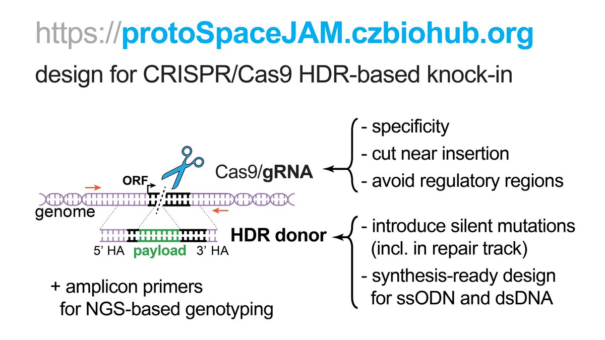 ✂️🧬#CRISPR tool pre-print 📣: protoSpaceJAM.czbiohub.org for insertional knock-in. Streamlined design of gRNA, HDR donor & NGS genotyping primers. #opensource + documented code base. Tour de force from @pengxunduo + colleagues at @czbiohub 👏 biorxiv.org/content/10.110… 🧵1/n