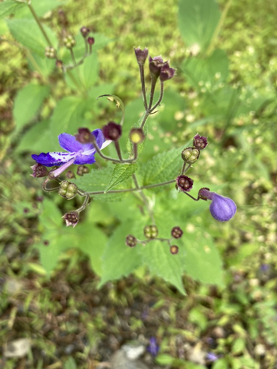 この植物はなんでしょう、、。
知ってる方がおられましたら教えて下さい！

種もかわいすぎます♡