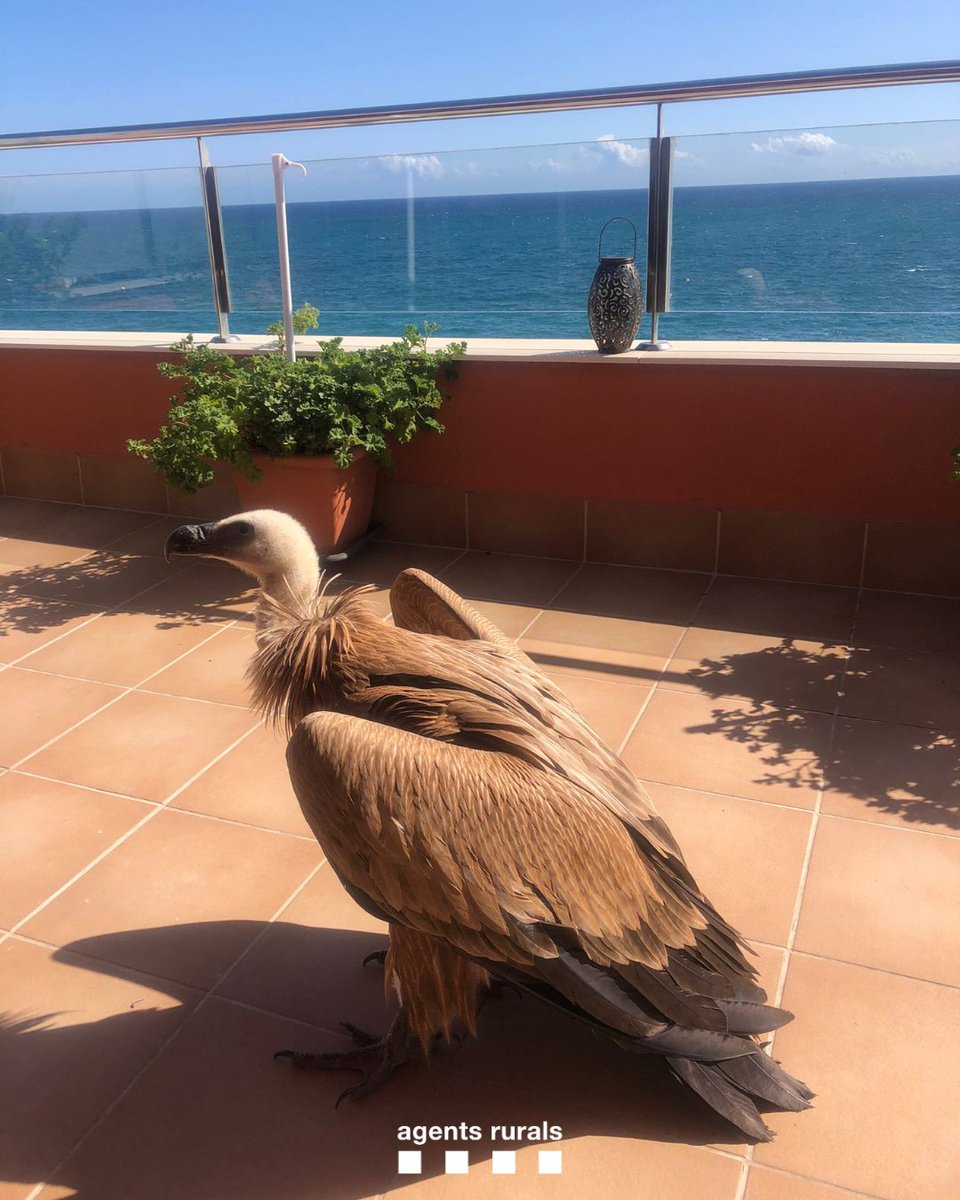 Agents Rurals (@agentsruralscat) on Twitter photo Rebem avís d'un voltor (Gyps fulvus) que no pot emprendre el vol, a la terrassa d'un habitatge al Masnou (Maresme). El capturem i el traslladem al #CentreDeFauna de Torreferrussa <a href="/accioclimatica/">Assemblea d'acció climàtica</a>.
📲 Si et trobes una espècie protegida fora del seu hàbitat natural, truca al <a href="/112/">112</a>! Rebem avís d'un voltor (Gyps fulvus) que no pot emprendre el vol, a la terrassa d'un habitatge al Masnou (Maresme). El capturem i el traslladem al #CentreDeFauna de Torreferrussa <a href="/accioclimatica/">Assemblea d'acció climàtica</a>.
📲 Si et trobes una espècie protegida fora del seu hàbitat natural, truca al <a href="/112/">112</a>!