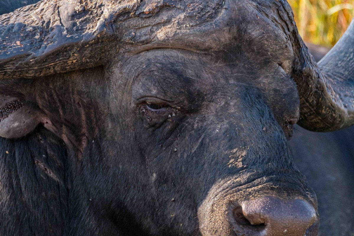 Let’s celebrate World Animal Day.