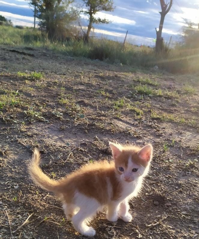 KlLLEREN's tweet photo. lo chiquito que era mi Mandarino 😭 y ahora es literalmente el gordo bondiola https://t.co/UJNNnuF9Rq
