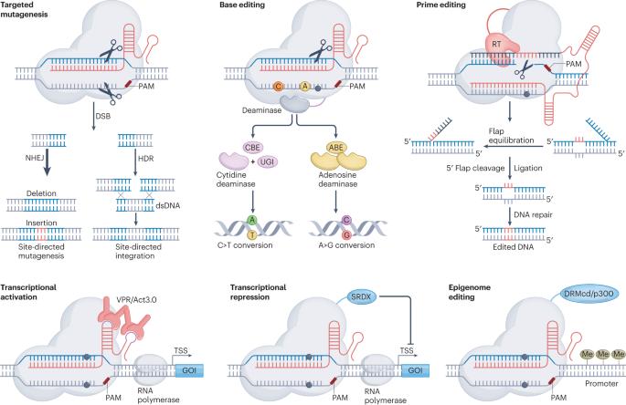 Interesting article published with our collaborator, Yiping Qi from the University of Maryland. Genome editing can transform agriculture and shape the future of food. doi.org/10.1038/s44222… @IITA_CGIAR @CGIAR