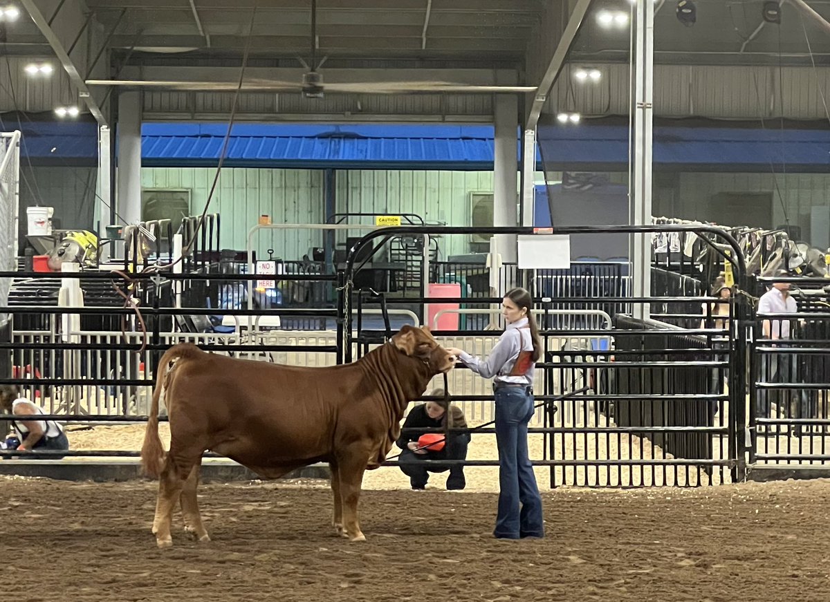 Ridgepoint_FFA's tweet photo. Scramble Heifer Show! 

💥Bailey Stockland- 2nd in class

Awesome job Bailey and thank you to Bailey’s donors Mr. &amp; Mrs. Feldhoff! https://t.co/TPnmpyxTxD