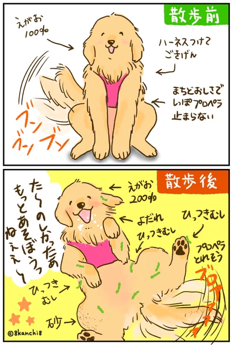 ビフォーアフター🐾
(ピンクのはハーネスです) 