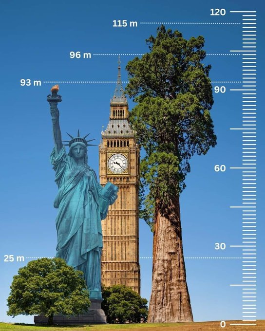 The tallest tree in the world, Hyperion, surpasses even famous landmarks like the Statue of Liberty and the Big Ben.

Standing at a staggering height of 115.55 m (379.1 ft), this giant redwood in Redwood National Park, California is as tall as a 35-story building.

Hyperion is