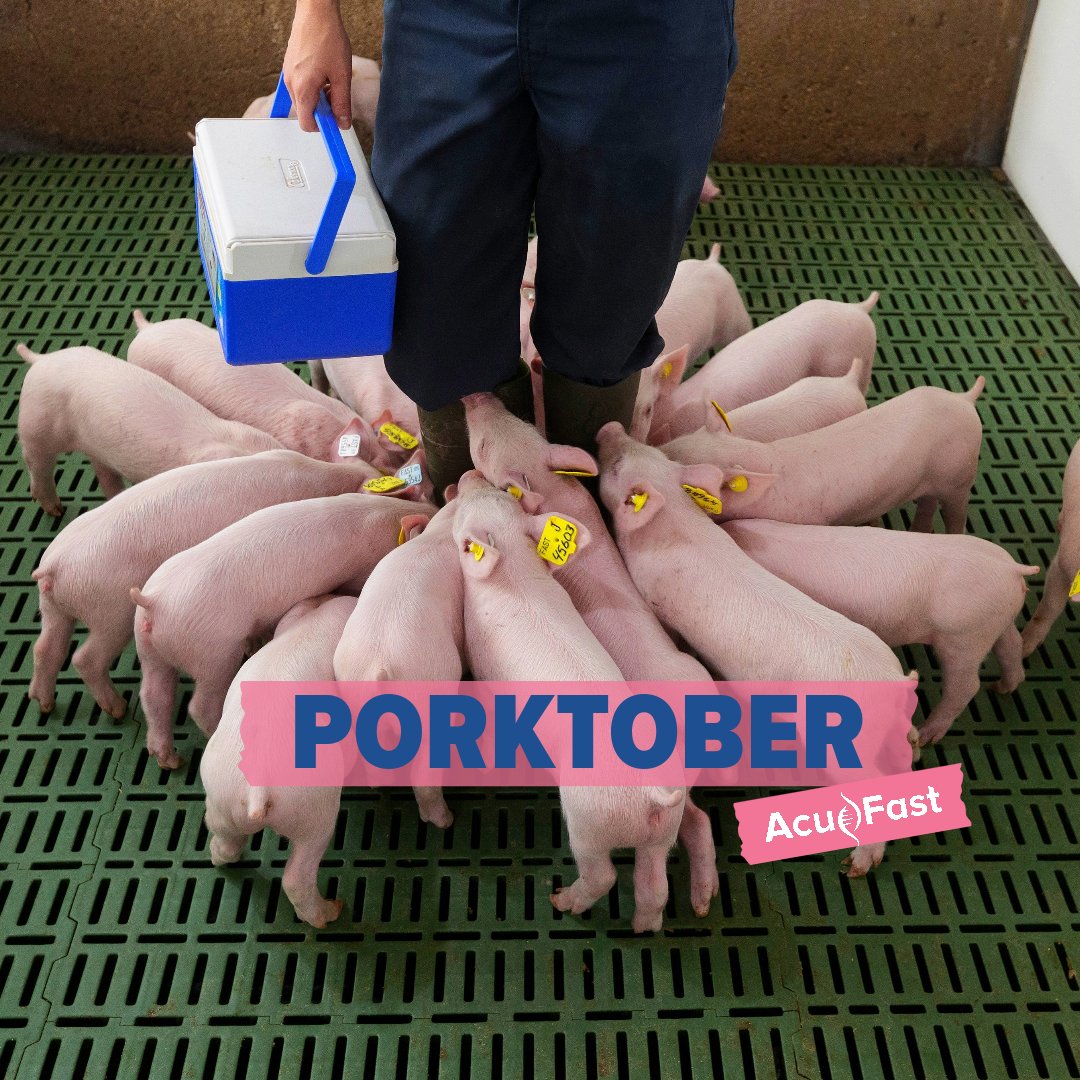 Did you know that October is National Pork Month? It is also referred to as #Porktober🐖

This month, AcuFast is celebrating all things, Pork! Join us for a month filled with exciting insights about pork production, from genetics to your dinner table! 🧬🐷