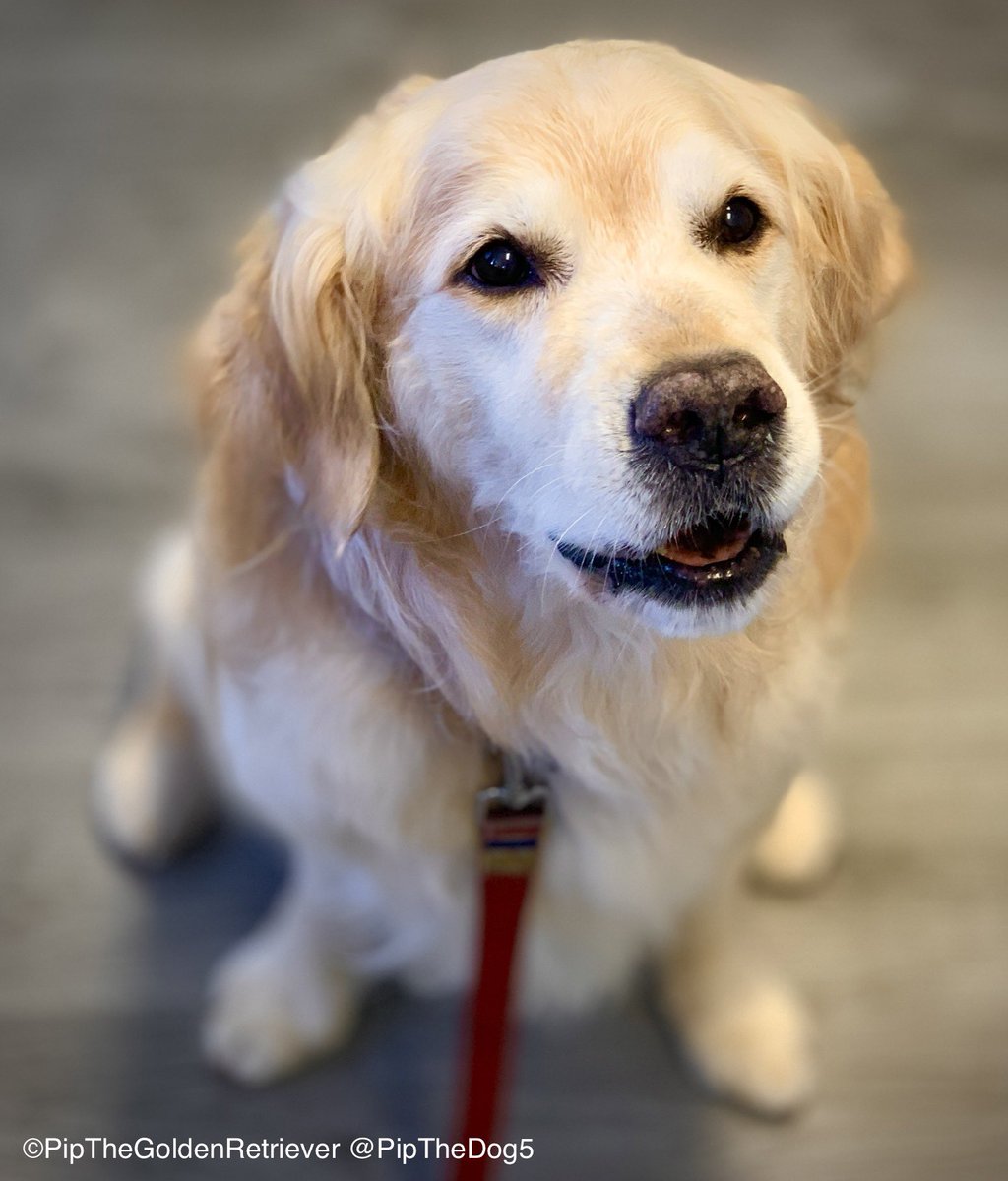 Pip the Golden Retriever 🌈 tweet media
