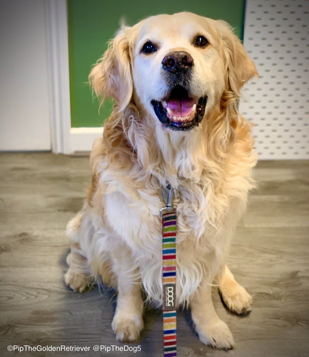 Pip the Golden Retriever 🌈 tweet media