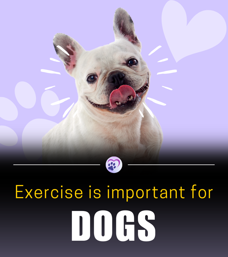 ThePetFactFiles's tweet image. Exercise is vital for dogs' physical and mental well-being!💪

Benefits include maintaining a healthy weight, strong heart, and joint health. 

Consult with pros to tailor the perfect exercise routine for your furry friend.🐶

 #DogHealth #ExerciseForDogs