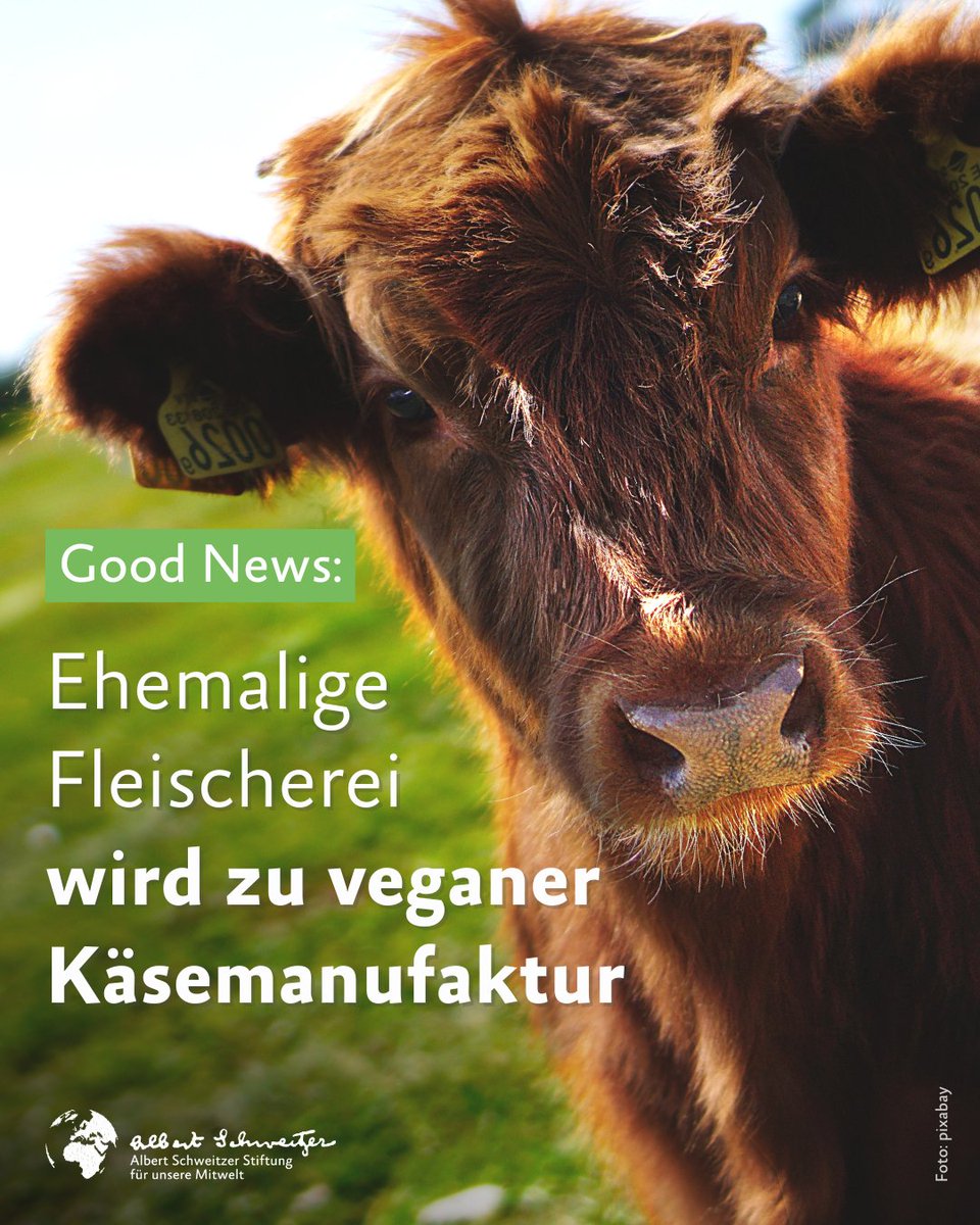 In Oldenburg wird aus einer ehemaligen Fleischerei eine #vegan|e Käserei. Ein junges Start-Up verkauft dort künftig Käse ganz ohne Kuh.  Wir finden das großartig – und wünschen viel Erfolg! 🍀🌱

vegconomist.de/food-and-bever….