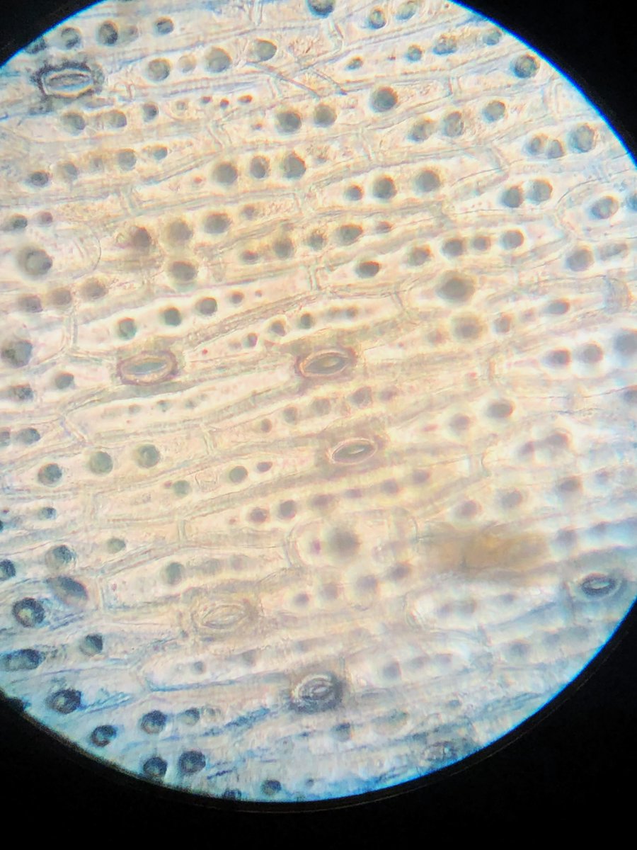 Just a reminder to all you teachers.  Red hot poker (Kniphofia) leaves can produce thin strips of cells as an alternative to onion, and you get stomata.  Taken without staining. #ASEchat