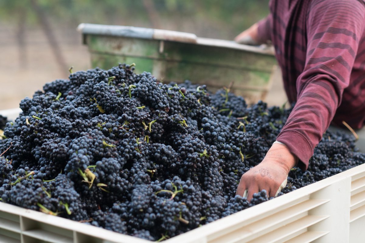 “We just get good grapes…very good grapes”
.
.
.
The words of Mark Bixler, who cofounded Kistler Vineyards back in 1978 continue to echo into our future harvests reminding us that farming comes first.