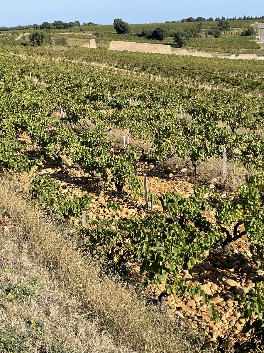wrightysmithy's tweet photo. Chateauneuf du Pape was en route as we returned to Lyon. Beautiful village and great wines to drink when we’re home. https://t.co/lp8M2BOhBo