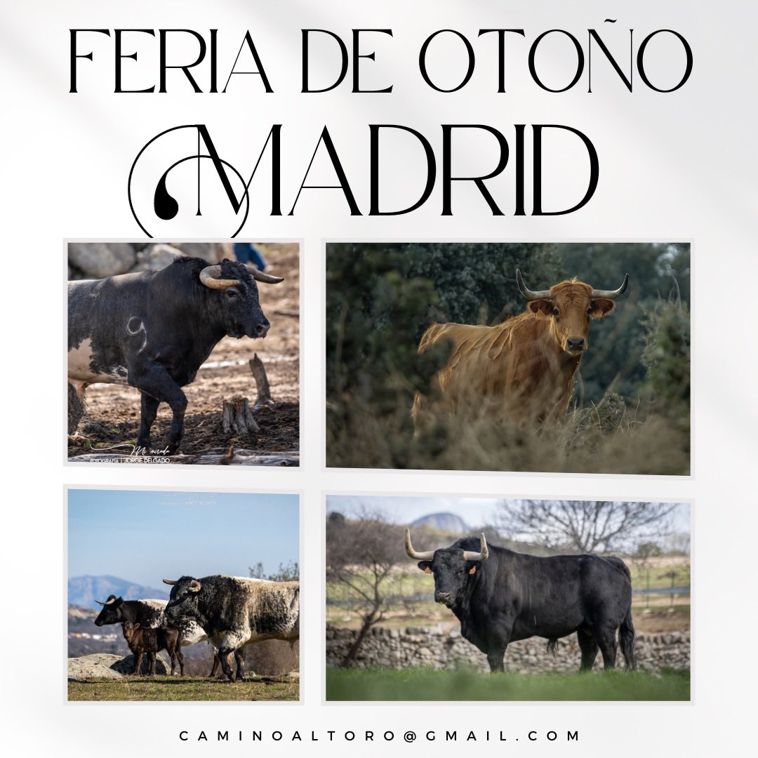 En la Feria de otoño, conoce el campo bravo Madrileño con Camino al Toro. 
#visitasguiadas #turismotaurino