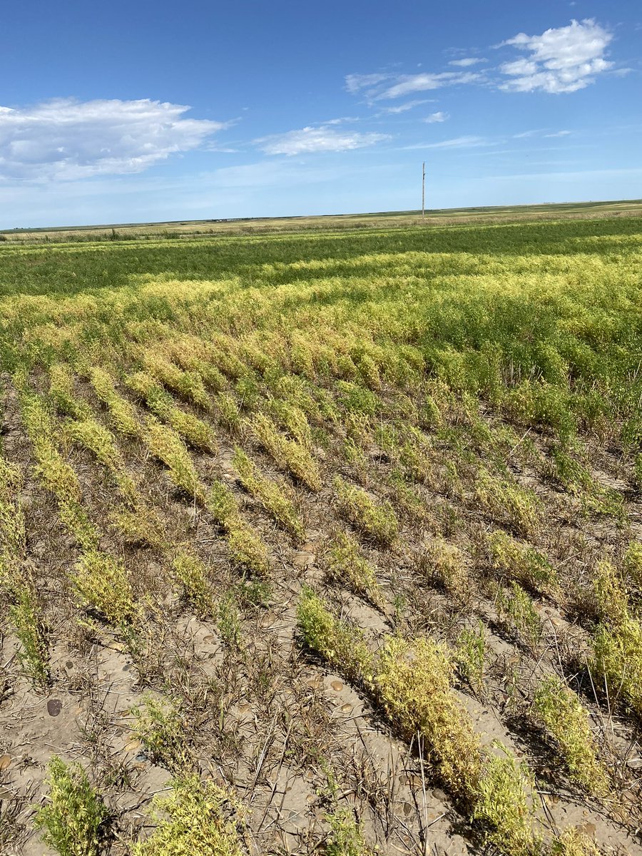 Fresh out of the oven! Our article reports for the very first time Pathotypes of Fusarium oxysporum f. sp. lentis (Fol) in North American isolates. Grateful for all the work that went into this #lentils #research #farming  #mycology 
apsjournals.apsnet.org/doi/10.1094/PH…