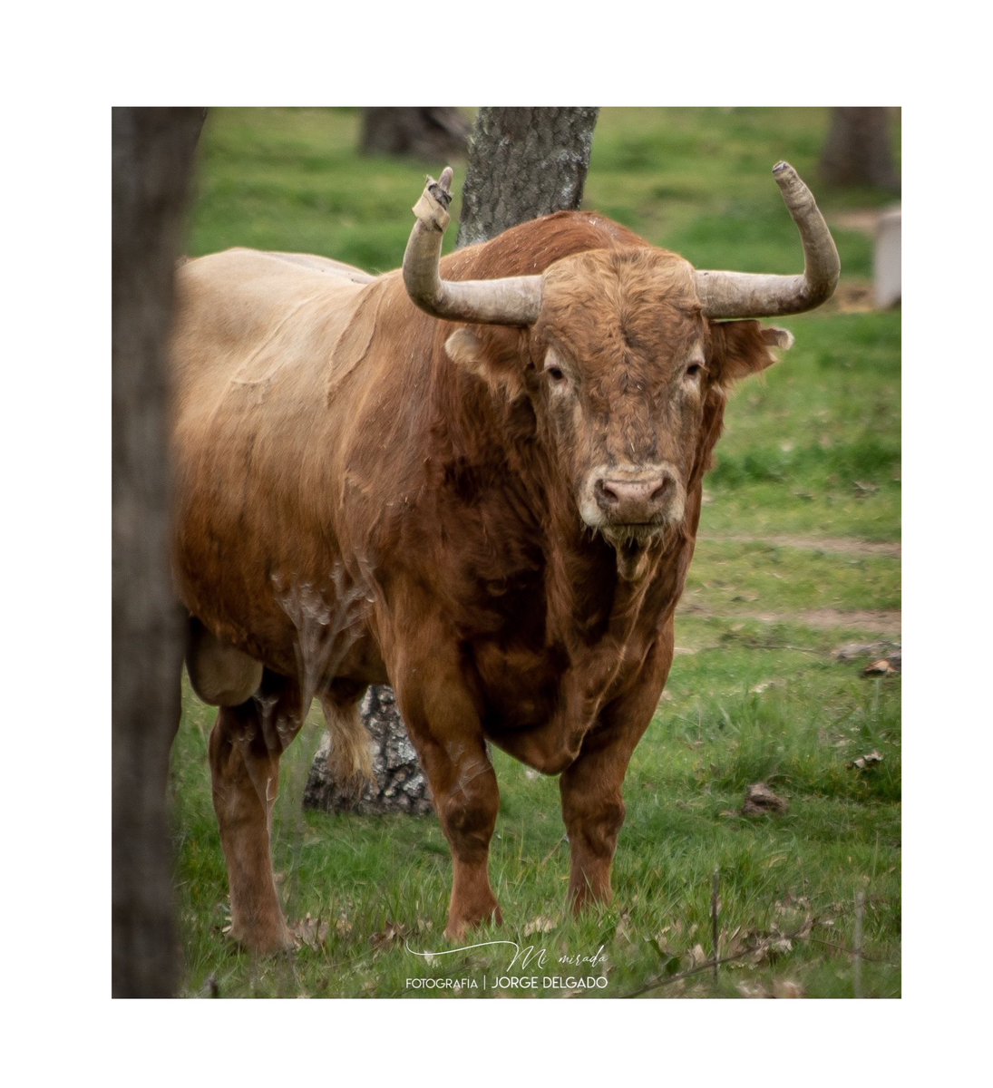 Visita las ganaderías de Salamanca con @camino_al_toro 

@domingohernandezganaderia 

#visitasguiadas 
#turismo 
#diasdecampo