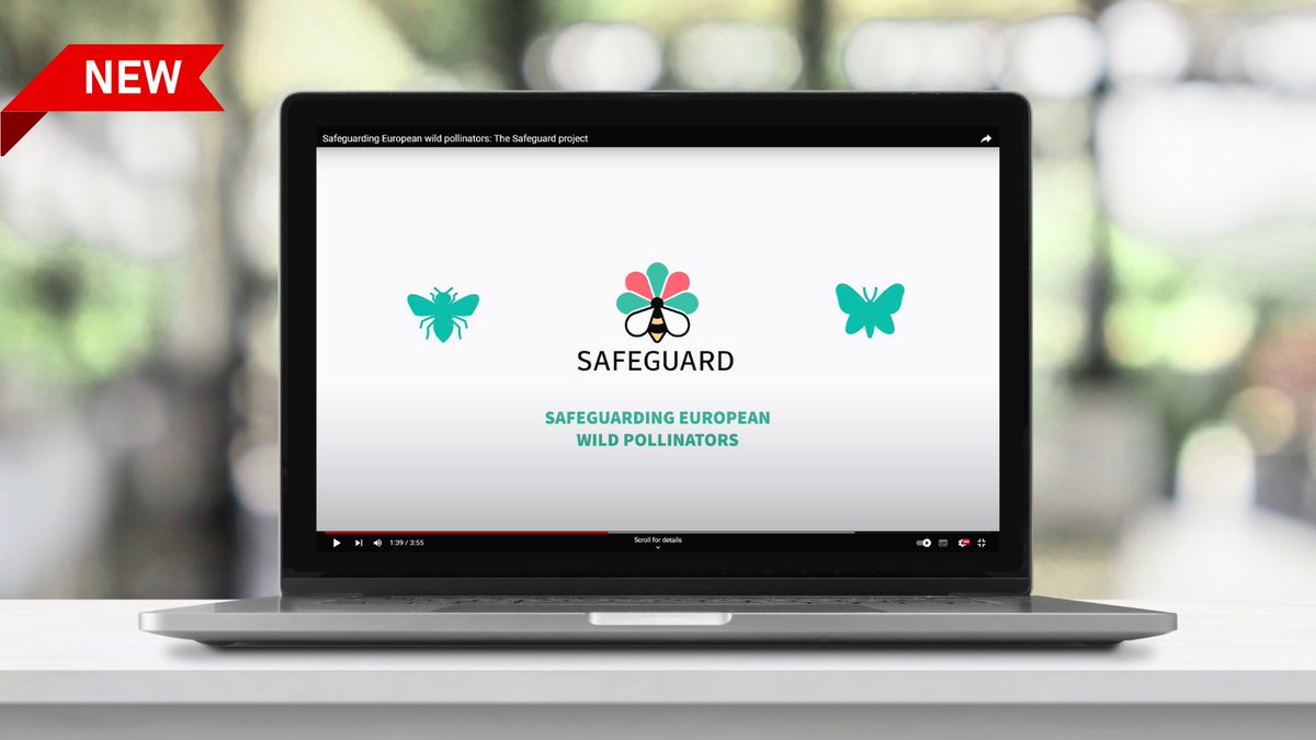 Safeguard2021's tweet photo. ๐ข New project video! ๐ฝ๏ธ
Our introductory #video offers an insightful overview of the project's mission and objectives, as well as the issue of #WildPollinator declines ๐ฆ
๐ Watch now and share!
๐ https://t.co/dMwuOXfYt8 https://t.co/fh01jQRPlF