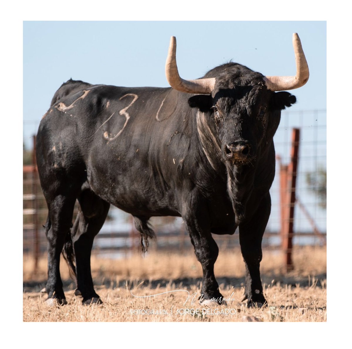 Visita las ganaderías de Salamanca con @camino_al_toro 

@joseenriquefrailedevaldefresno 

#visitasguiadas 
#turismo 
#diasdecampo