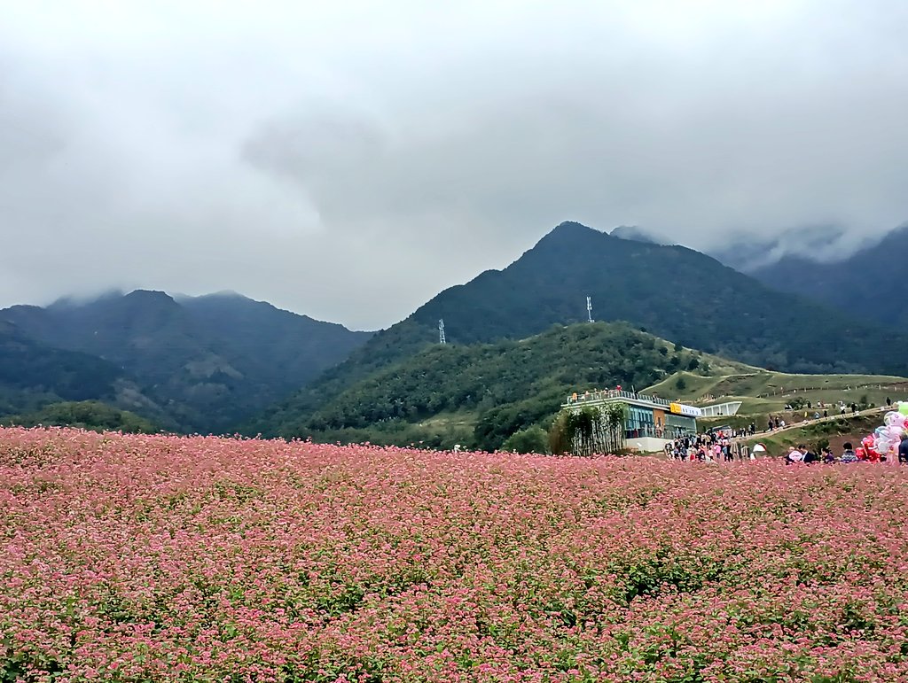 Cai3079774334's tweet photo. 国庆去了附近的荞麦花田 https://t.co/C8Q9AQbFWp
