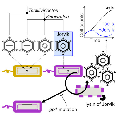 Fantastic thread by Pavol, summarizing his discovery of most likely the founding member of a new family of tail-less phages - bit.ly/3Q3UPiP <a href="/iScience_CP/">iScience journal</a>. Also, crucial insights into how to handle these phages that are so often overlooked due to purification biases!