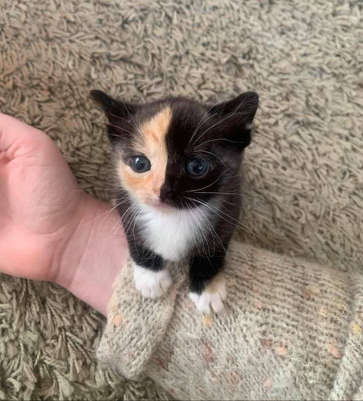 Dont Show Your Cat tweet media