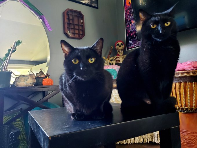 Good Meowning Fellow Earthlings! https://t.co/yrrrwvWfs2<a href="/tag/mvsales"class="tags"><span>#mvsales</span></a>