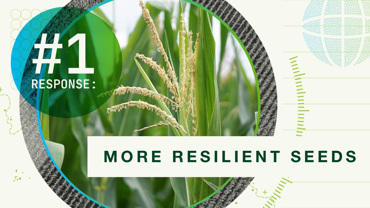 When asked what would help their operation the most, 53% of farmers surveyed said they needed more resilient seeds to help cope with extreme weather. Hear what else we gathered from the Farmer Voice survey: spr.ly/6013uEwP5