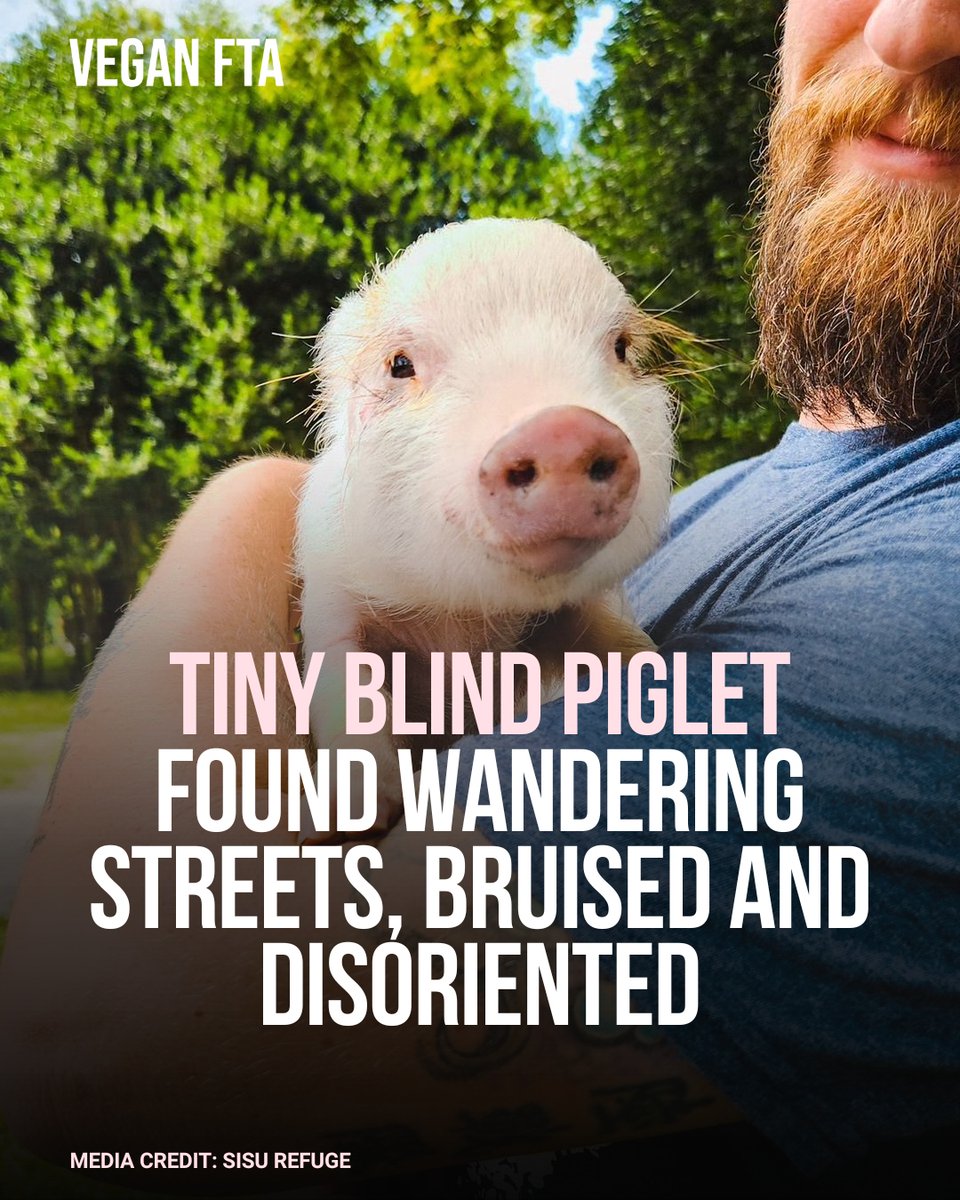 teamveganfta's tweet photo. Petunia, a tiny piglet rescued by the @RefugeSisu has survived against all odds. 🐷💔
👉 Read more: https://t.co/3gLFiruB04
#vegan #pigs #piget #cuteanimals #rescueanimals https://t.co/LVyE54ozXb