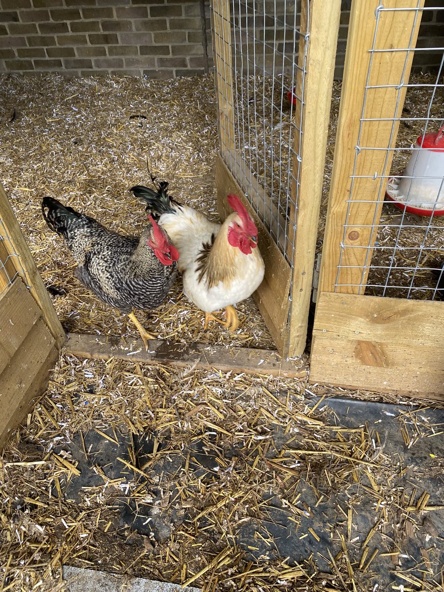 A busy day meeting new schools in Haringey for our winter jackets drops! We enjoyed seeing your lovely schools and meeting the school chickens <a href="/MulberryPS/">Mulberry Primary</a> 🐓 #winterjackets #newschools #tottenham #haringey #donations #primaryschools @HolyTrinityN17 <a href="/BruceGrovePri/">BruceGrovePrimary</a>