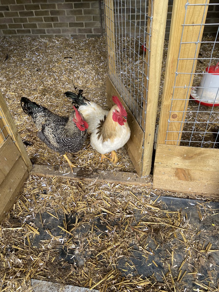 A busy day meeting new schools in Haringey for our winter jackets drops! We enjoyed seeing your lovely schools and meeting the school chickens @MulberryPS 🐓 #winterjackets #newschools #tottenham #haringey #donations #primaryschools @HolyTrinityN17 @BruceGrovePri