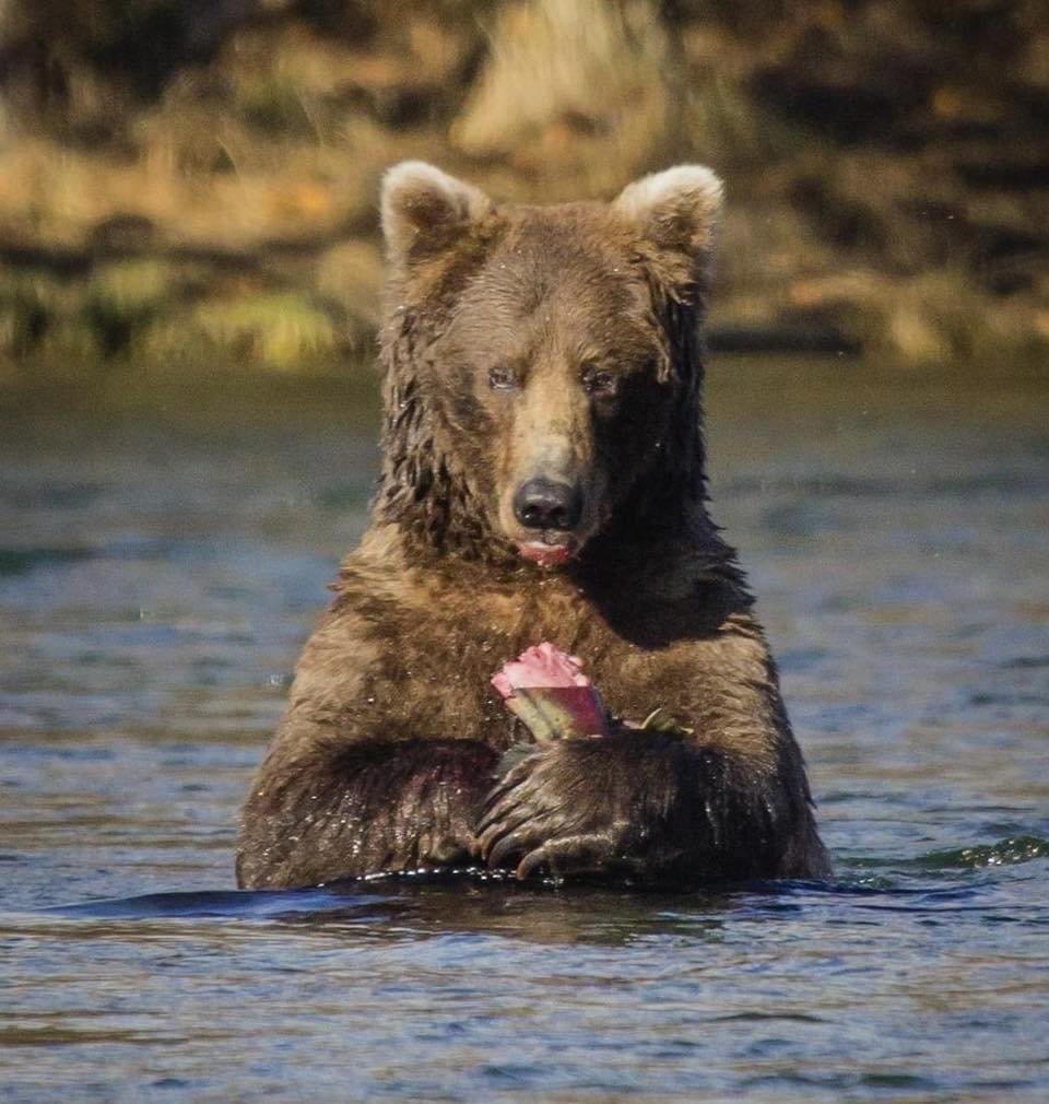 Current relationship status: Caught dinner for two. Ate both.

#FatBearWeek