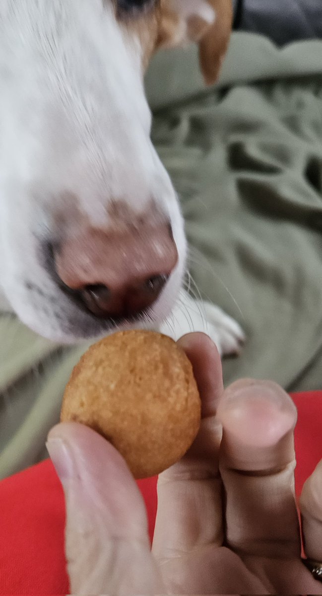 CanadianPenny1's tweet image. #Timbit boop 😋 @TimHortons 🍁