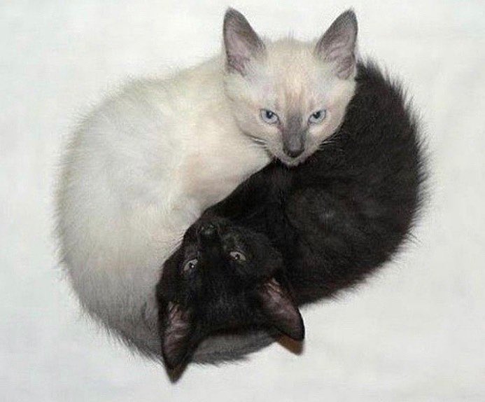 HyphenWorks's tweet image. some concept research nuggets today for a fashion brand @AREdotNA