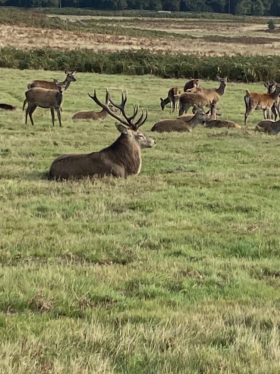 Jmb848Jamie's tweet photo. I think these are quite used to visitors #bradgate park https://t.co/jCzHBKO0N7