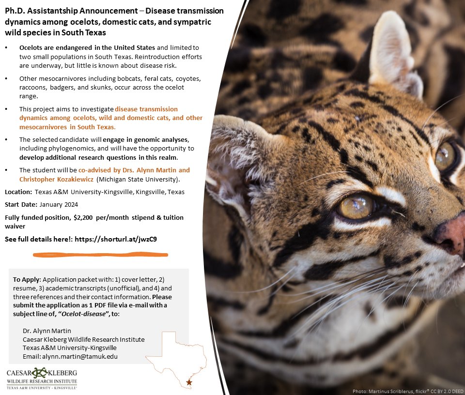 Alynn Martin (@alynn_martin) on Twitter photo I am recruiting a #PhDstudent to investigate #disease dynamics and reproductive health in #ocelots in South #Texas. The student will be co-advised by my fantastic colleague <a href="/cpkoza/">Chris Kozakiewicz</a> !
Link: shorturl.at/jwzC9
#diseaseecology #PhD #Assistantship #felid #wildlifedisease I am recruiting a #PhDstudent to investigate #disease dynamics and reproductive health in #ocelots in South #Texas. The student will be co-advised by my fantastic colleague <a href="/cpkoza/">Chris Kozakiewicz</a> !
Link: shorturl.at/jwzC9
#diseaseecology #PhD #Assistantship #felid #wildlifedisease