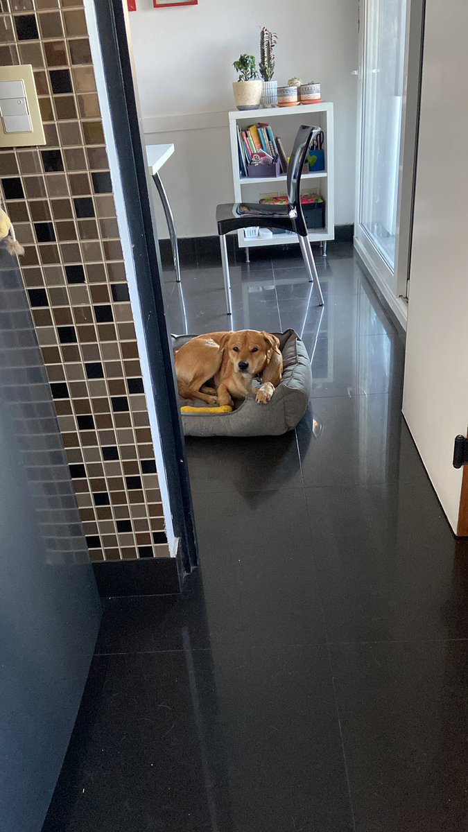 danigraizman's tweet photo. el tipo trajo su cama hasta la cocina para mirarme mientras cocino. mira si se me cae un pedazo de queso y se lo pierde https://t.co/Jx2pbhuN14