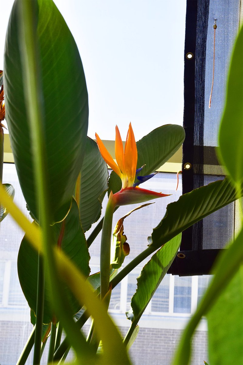 bio_uncg's tweet photo. In bloom in the greenhouse: Bird of Paradise (Strelitzia reginae) 🤩 

S/O to our greenhouse manager, April Harris, for maintaining a beautiful diversity of plants up on the 4th floor of Sullivan. Students can enroll in BIO 315, 422, or 499 to work with these collections! https://t.co/NLadRUSkum