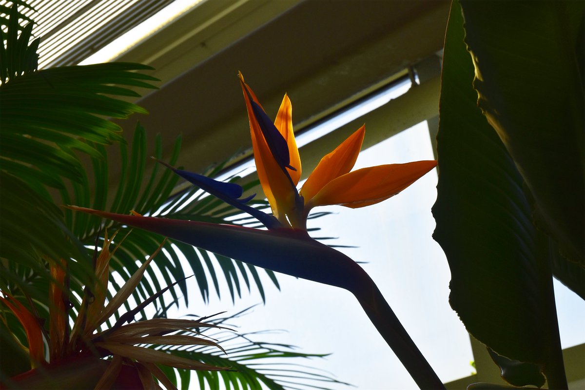 In bloom in the greenhouse: Bird of Paradise (Strelitzia reginae) 🤩 S/O to our greenhouse manager, April Harris, for maintaining a beautiful diversity of plants up on the 4th floor of Sullivan. Students can enroll in BIO 315, 422, or 499 to work with these collections!