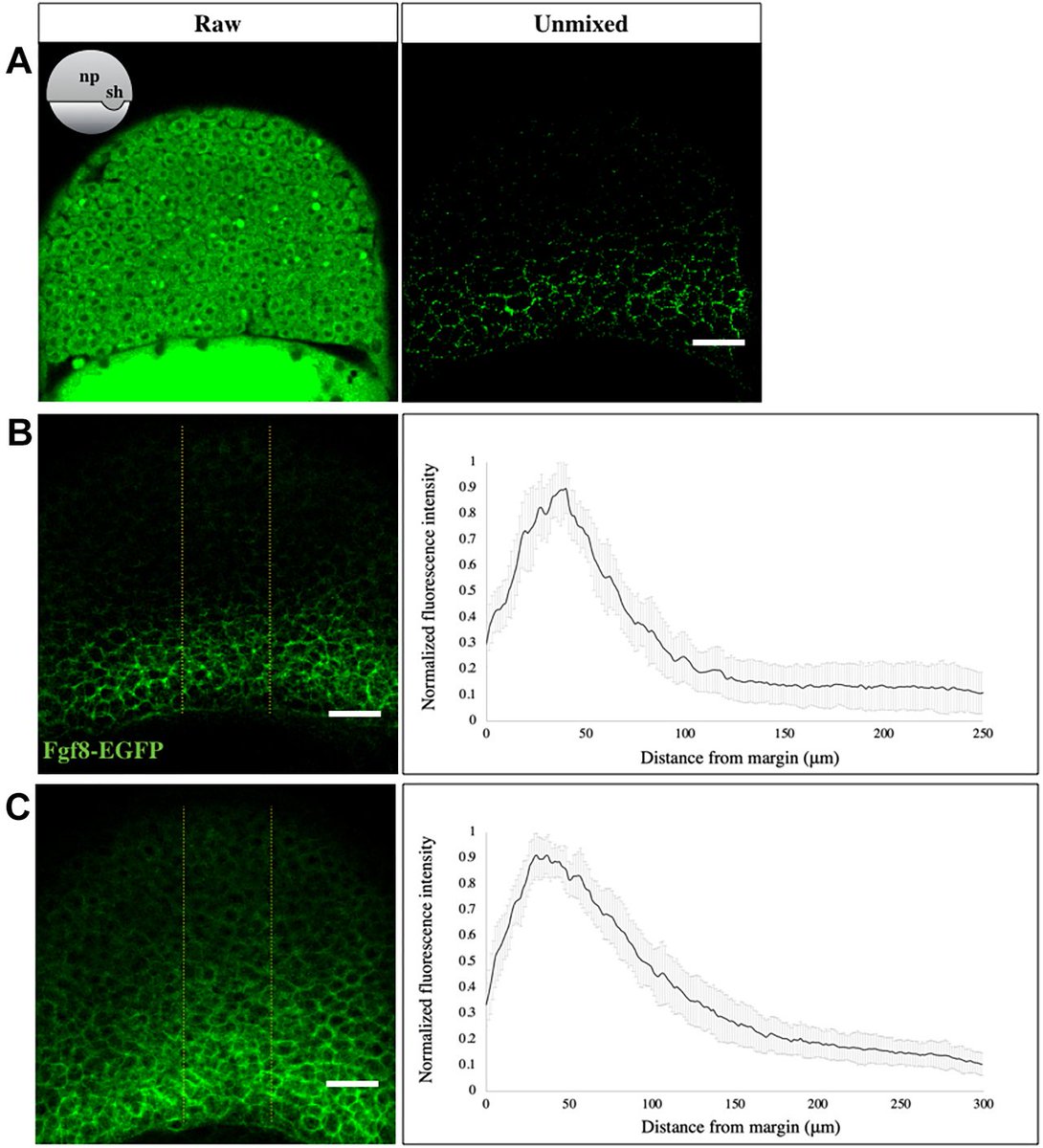 Development (@dev_journal) on Twitter photo Visualising the endogenous Fgf8a morphogen gradient
Read this Research Highlight showcasing work from Rohit Krishnan Harish <a href="/rkharish93/">Rohit Krishnan Harish</a>, Michael Brand and colleagues <a href="/CRTDpress/">CRTD</a> <a href="/tudresden_de/">TU Dresden</a>:
journals.biologists.com/dev/article/15… Visualising the endogenous Fgf8a morphogen gradient
Read this Research Highlight showcasing work from Rohit Krishnan Harish <a href="/rkharish93/">Rohit Krishnan Harish</a>, Michael Brand and colleagues <a href="/CRTDpress/">CRTD</a> <a href="/tudresden_de/">TU Dresden</a>:
journals.biologists.com/dev/article/15…