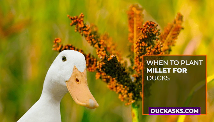 duck_asks's tweet photo. When to Plant Millet for Ducks?
When you keep ducks, you would want to provide them with the best condition and feed them with goodies. It's best if you feed them with rice, sorghum, millet preferably. More! https://t.co/PGsPvlQQjS #Ducks #Duck #DuckBird #Millet #Plant #DuckAsks https://t.co/XE436Xp1cO