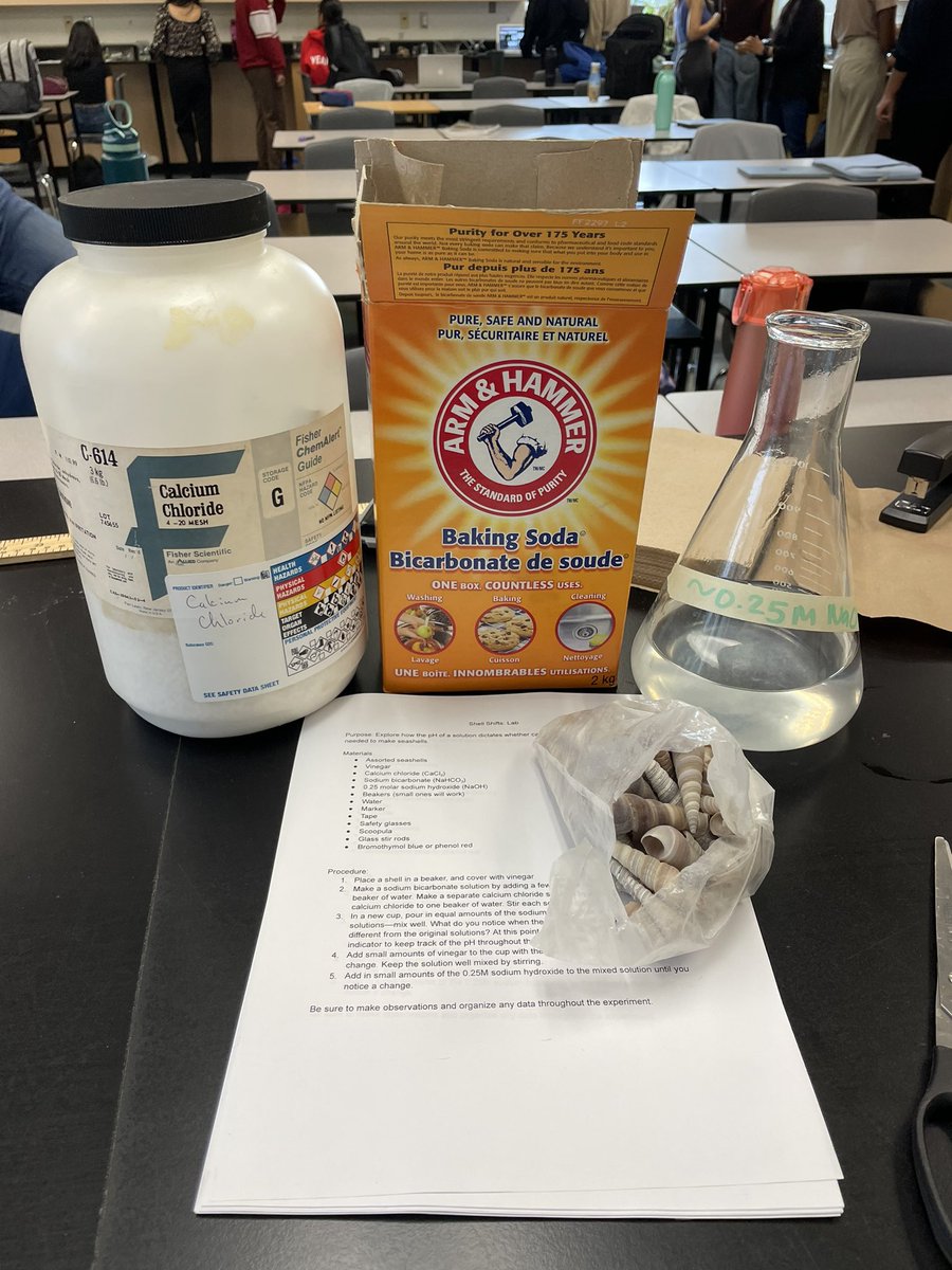 MsKPell's tweet image. Exploring the impacts of ocean acidification on shells today in #ibbio 🐚